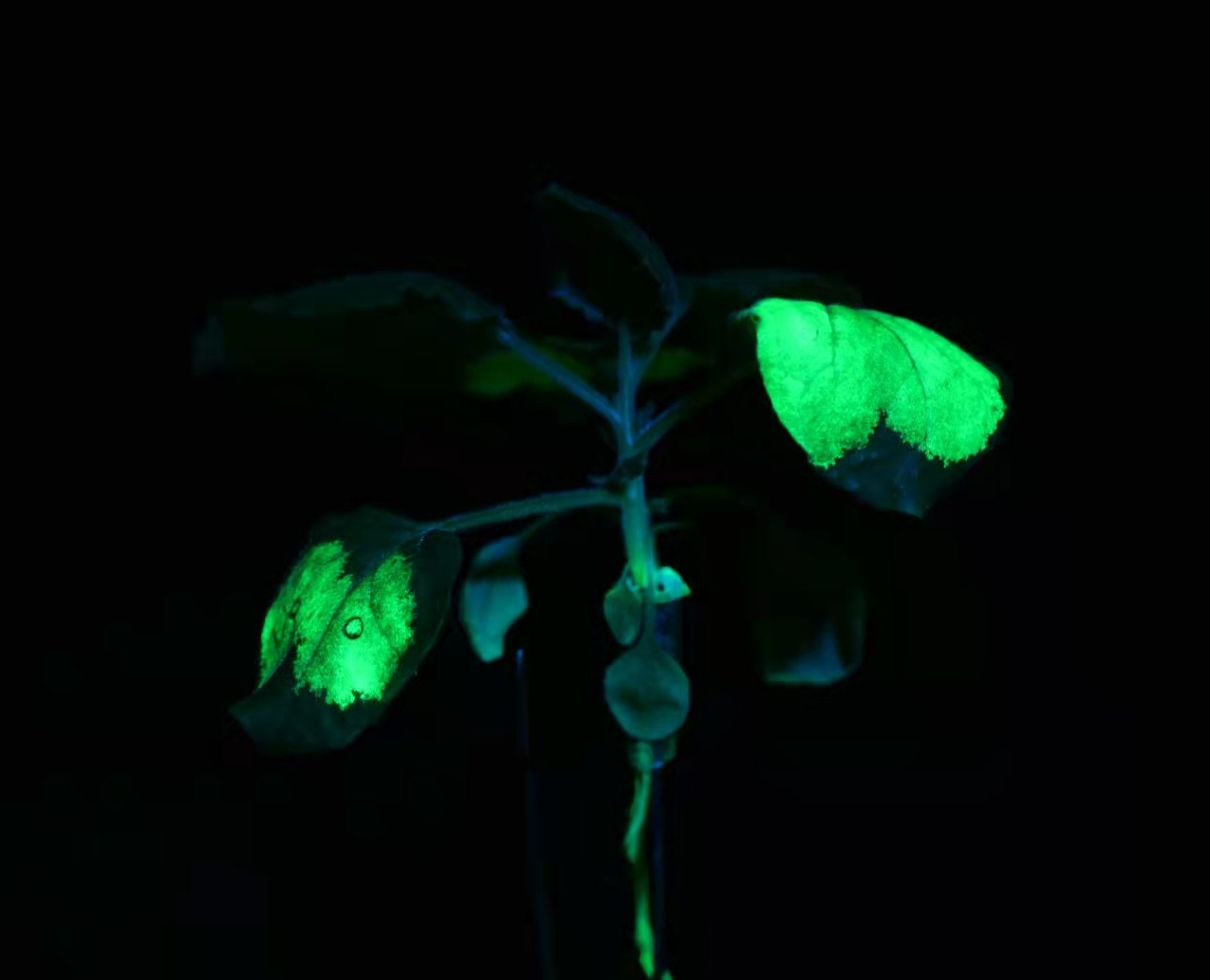 使用LUV-520A拍摄GFP在烟草叶片表达